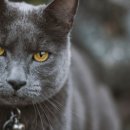 부평프라임동물병원 이미지