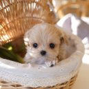 부산강아지분양 테디럽 명지본점 이미지