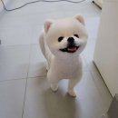 그루밍독스 이미지