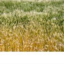 초록바람 이미지