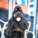 스퀘어독스 펫 이미지