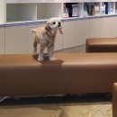 24시 와이즈 동물메디컬센터 이미지