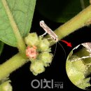 만두나무 이미지