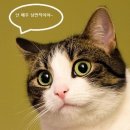 낭만고양이 이미지