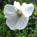 근화축산 | 우리나라꽃 무궁화.