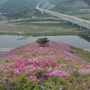 와룡산 연산홍 군락지~ 이미지