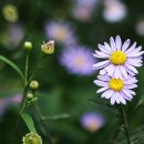 성천민박 이미지