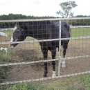 기성목장 이미지