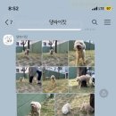 댕라이킷 이미지