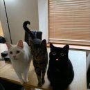 검은고양이 이미지