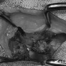 24시 대전동물의료센터 이미지