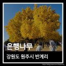 은행나무자동차공업사 | 강원도 원주시 반계리 은행나무 단풍 절정 후기 실시간 CCTV 가을 나들이 명소 추천