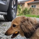 꽃댕이 멍집사 이미지