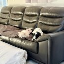 탑플라이트 | [경기/파주시] 탑플라이트 파주애견호텔 애견운동장 후기｜서울 근교에 이런 넓이가… 파주대형견호텔...