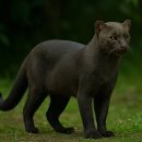 애묘(고양이)백과 - 재규어런디 (Jaguarundi) 이미지