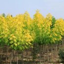 단풍나무 농장 이미지