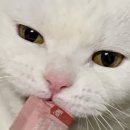 100문 100답