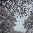 방아실 | 대전 벚꽃명소 대청호 벚꽃축제 방아실 강변횟집 샤를몽탁 다녀온 후기