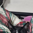 살찐김밥 이미지