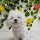 개스트살롱 | 창원애견미용실 비숑스포팅미용 비숑귀툭미용
