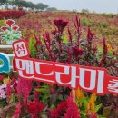 섬 맨드라미 축제 | [신안 병풍도 맨드라미 축제] 증도 지신개 선착장에서 배타고 다녀온 다도해 섬 여행 후기