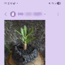 캠플랜트