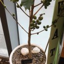 컴포즈커피 중랑망우점 이미지