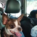 하얀멍이 이미지