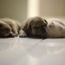 물빛동물병원 이미지