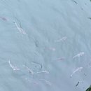 해운대물고기 이미지