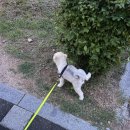 꿀삐닭강정장유코아점 | 임신기록 38주~39주 주간기록