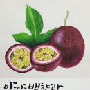 양양블루베리