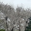 소양댐닭갈비 이미지