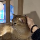 고양이사랑채 이미지