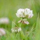 네잎클로버 이미지