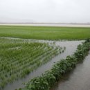 삼봉배수펌프장 이미지