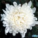국화:[ 菊花 ]Chrysanthemum morifolium 이미지
