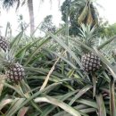아나나스 이미지