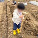 겨자씨 1농장 | 아이와 주말농장 텃밭 시작 : 발아율 좋은 열매 씨앗 추천 &amp; 씨앗 심기 도전기