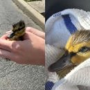 오리와사람들 이미지