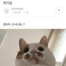 바이라요가 | 낡고 지친 성인 두 명의 서울랜드 투어