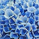 성읍리-25 이미지