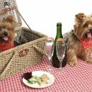 반려동물수제간식만들기 이미지