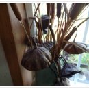 안동화련 이미지