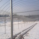 띵까띵까 이미지