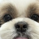 도루몽실 이미지