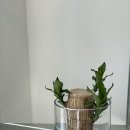 수경꽃집 | 인테리어 식물 행운목 수경재배 플랜테리어, 양산꽃집 블루멘쿤스트