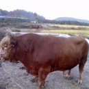 대림농장 이미지