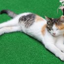 황금산 고양이 이미지