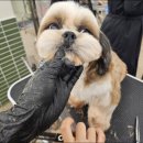 논산애견미용학원 | 수료생이 알려주는 실패 없는 애견미용학원 후기 및 선택 팁